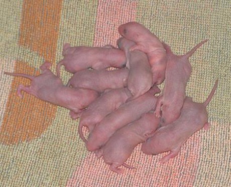 Miminka ve třech dnech