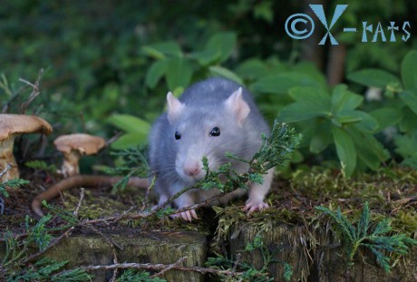 Ta větvička ale voní!