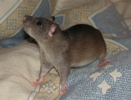 Midnightka na procházce po posteli