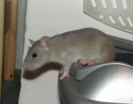 Rozhledna přepravka