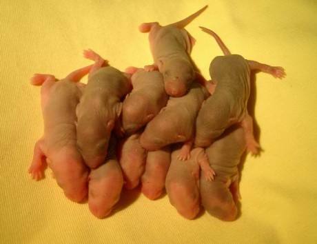 Všech 11 miminek na hromadě