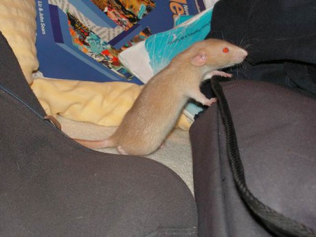 Hrozně nenápadná zákeřňačka