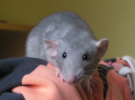 Krasavice balancuje na mikině