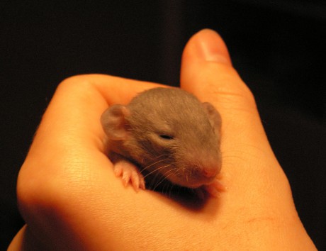 Prostě princeznička krásná