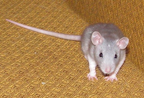 Rianka malá hvězdička