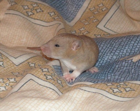 Krásná zlatavo-oranžovo-hnědá barva