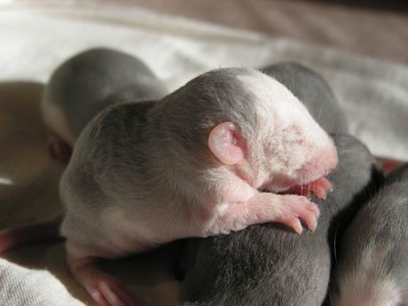 Nejkouzelnější mimi