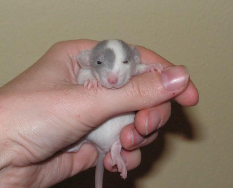 První prokouknutí na svět