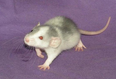 Šlapu si to k paničce