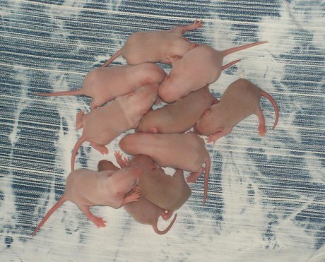 Celá parta 10 kousků