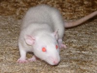 Alkéstis of X-rats alias Aki