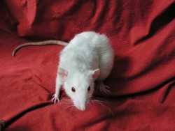 Na červeném rendlíčku